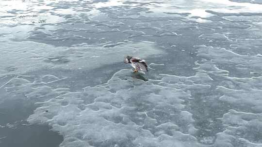 冰面上梳洗羽毛的水鸭子视频素材模板下载