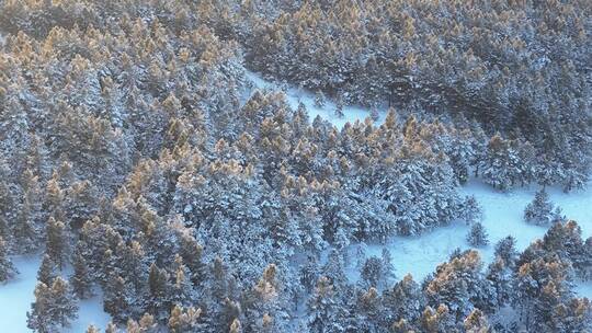 大兴安岭林区树林地带雾凇雪景