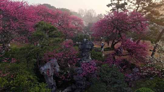 杭州植物园梅花