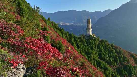 三峡红叶