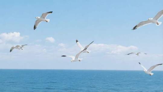 海面上海鸥飞翔画面