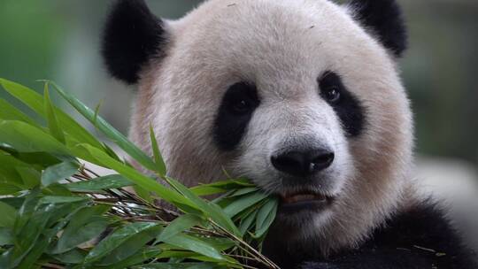 熊猫吃竹子头部
