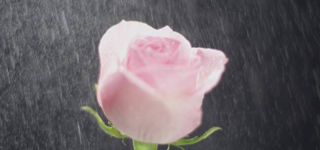 单支粉色玫瑰花旋转2