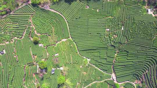 杭州翁家山春天茶园风景航拍