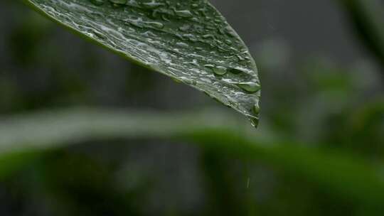 雨滴落在叶子上的特写