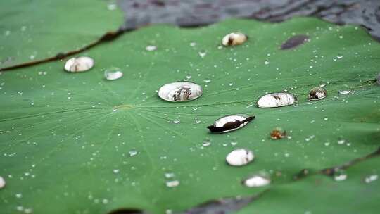 水珠洒落在池塘里的荷叶上