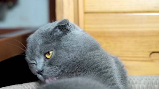 一只灰色苏格兰折耳猫视频素材模板下载