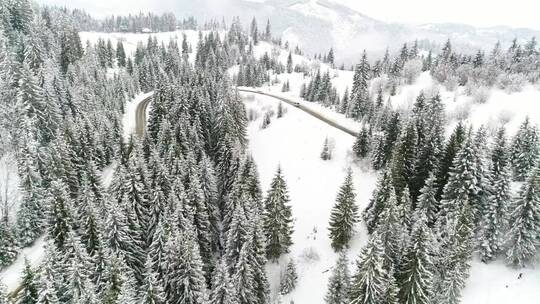 松树覆盖的雪林中的道路