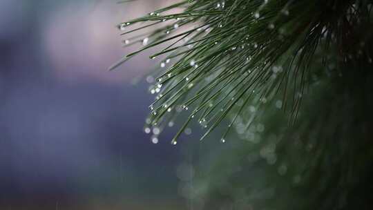下雨天黑松针叶上的雨露水滴