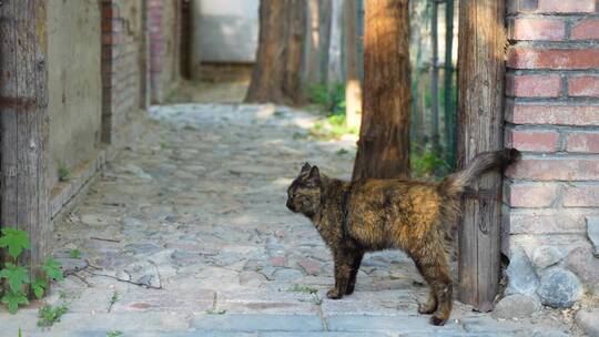 黑猫在小道行走玳瑁猫