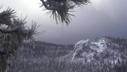 冬季雪山上是松枝