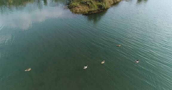 航拍冬天青衣江河面上的野鸭成群