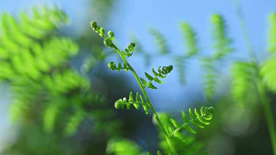 阳光照射下的森林绿色蕨类植物叶子特写