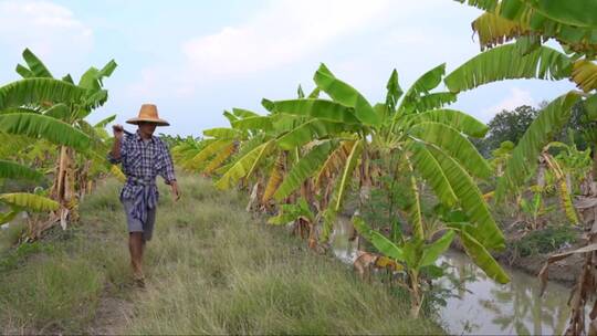 亚洲农民正在香蕉种植园锄草