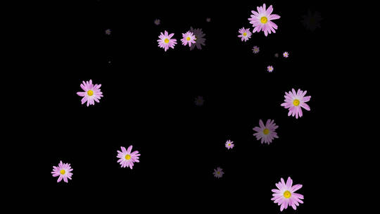 紫色菊花弹跳视频