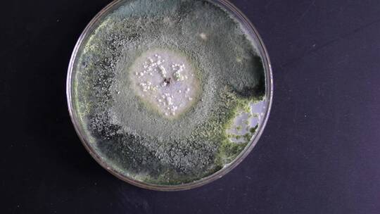 微生物学实验器材菌落展示