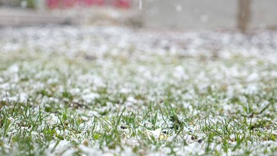 雪正飘落在绿色的草地上