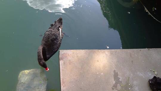 黑天鹅在岸边觅食游动视频素材模板下载