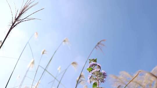 芦苇荡漾