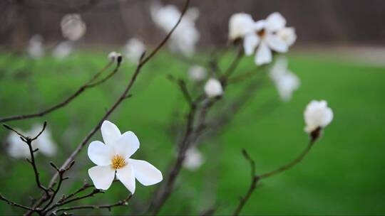 春天绽放的木兰花 (2)