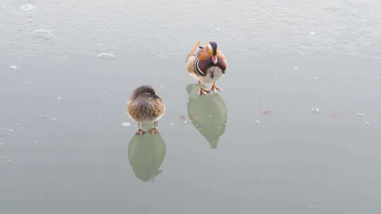 鸳鸯夫妻站在冰面水面梳理羽毛