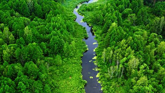 鸟瞰绿色森林和河流
