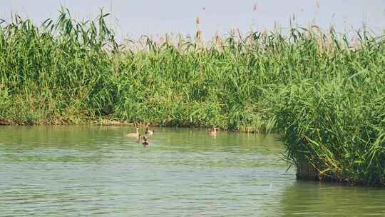 宁夏石嘴山沙湖旅游景区湿地水鸟栖息地