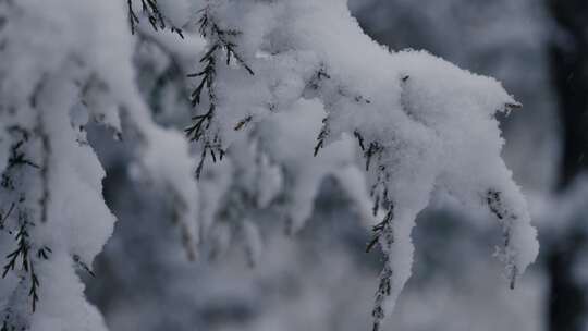 雪花和雪落在森林中的松树上