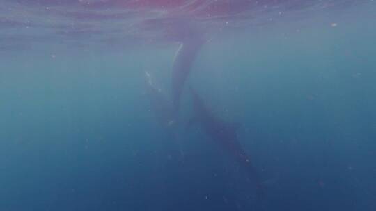 在海洋与野生海豚互动视频素材模板下载