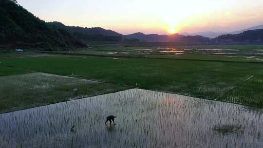 田园风光 水田 稻田 夏种 航拍 农忙 日落