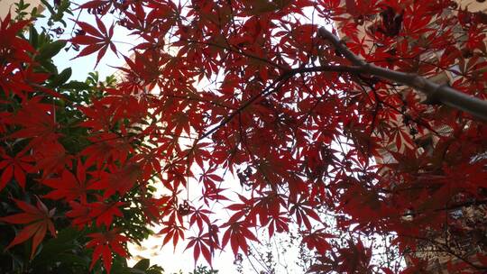 秋天里的红色枫叶秋天枫叶