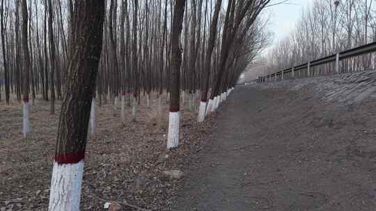 树木枝干 户外 自然 森林 宁静 植被