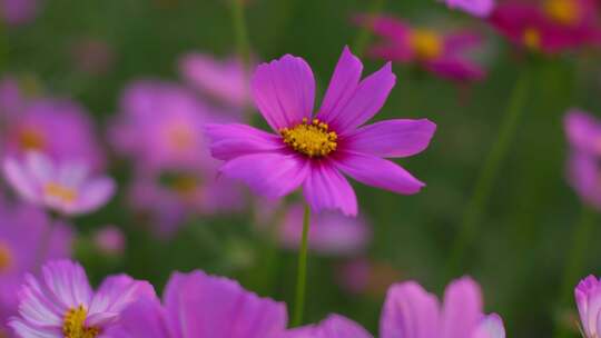 格桑花花瓣花朵花开绽放