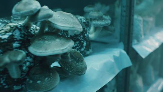 蘑菇种植基地视频素材模板下载
