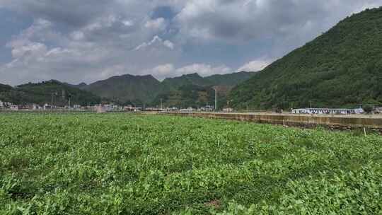 贵州毕节香葱豆苗种植基地航拍