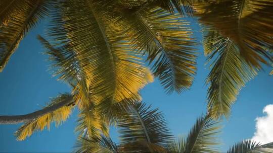 棕榈树在风中移动