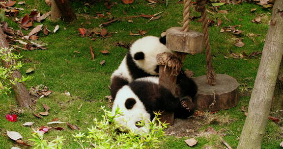 两只国宝大熊猫幼崽玩耍特写