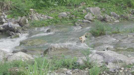 一只狗准备过河