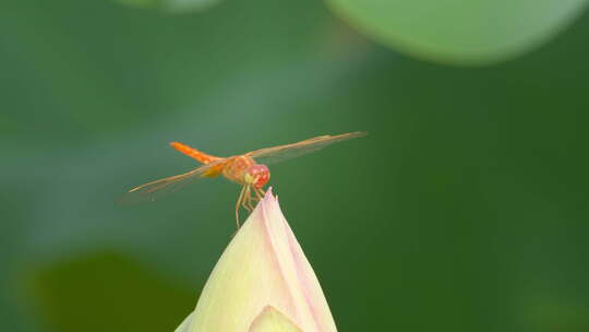 红蜻蜓落在含苞待放荷花蕾上