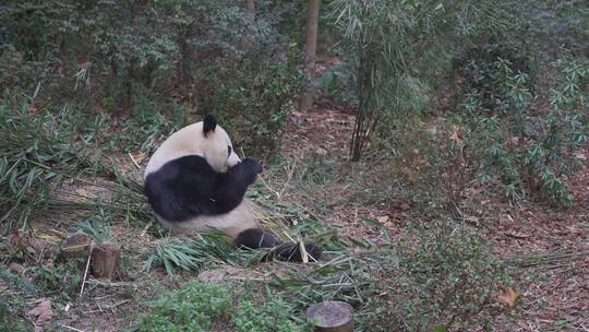 大熊猫繁殖基地
