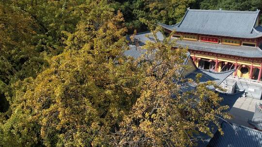 秋日的芜湖浮山寺古银杏风光