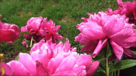 粉红色的牡丹花 (2)