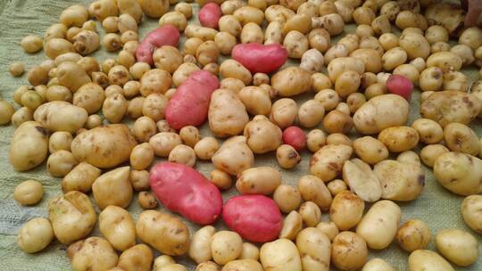 洗土豆马铃薯视频