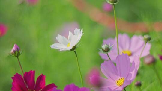 格桑花 春暖花开