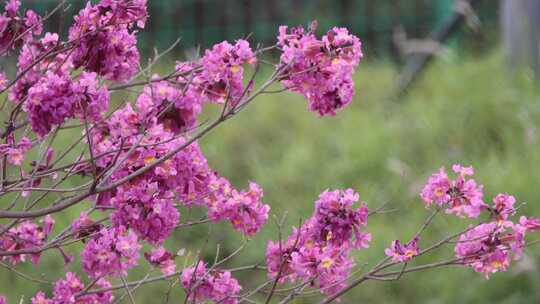 紫花风铃木