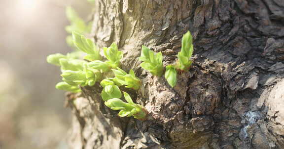 春天树木发芽生长