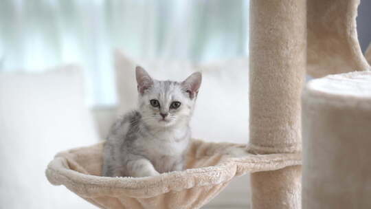 可爱的美国短发小猫在猫塔上玩耍