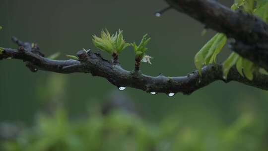 春天，嫩芽，春雨淋树叶，雨中的小鸟，李花