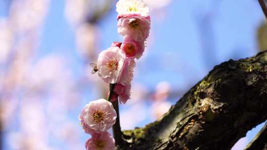 春天春暖花开蜜蜂在梅花花朵上授粉采蜜