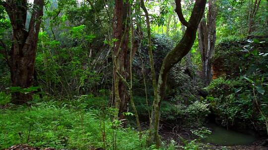 穿过茂密的丛林雨林视频素材模板下载
